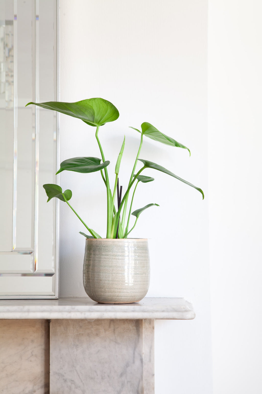 files/IndoorPlants_2-JamieShots20.11.2023-121_eb7cc0a5-e247-4f37-8941-c89ba89e9294.jpg